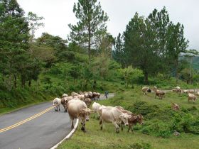 Cows in the road in Bocas del Toro Province, Panama – Best Places In The World To Retire – International Living